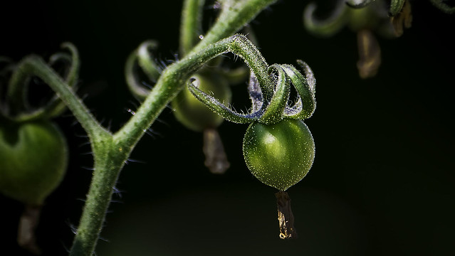 Young Tomato