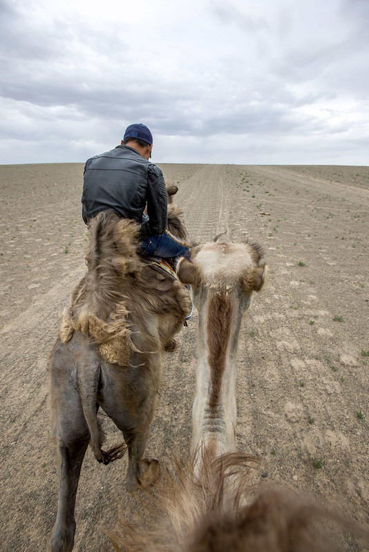 camel riding in Gobi desert