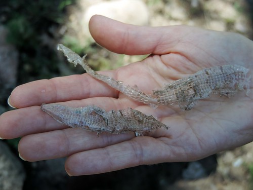 Alligator Lizard skin