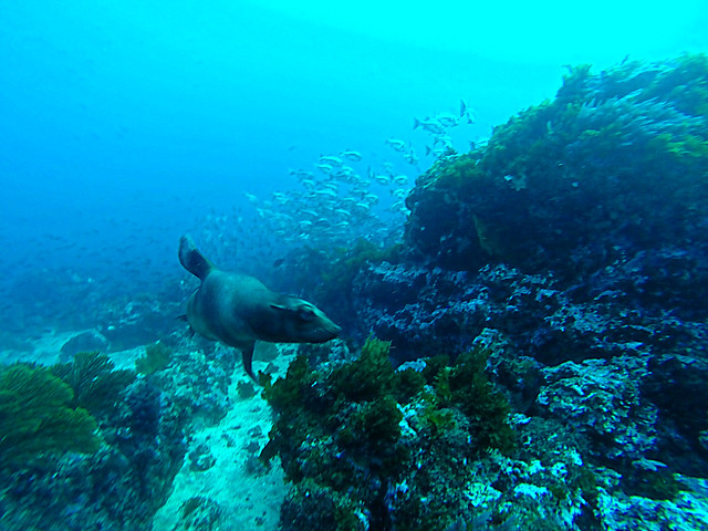scuba diving Galapagos
