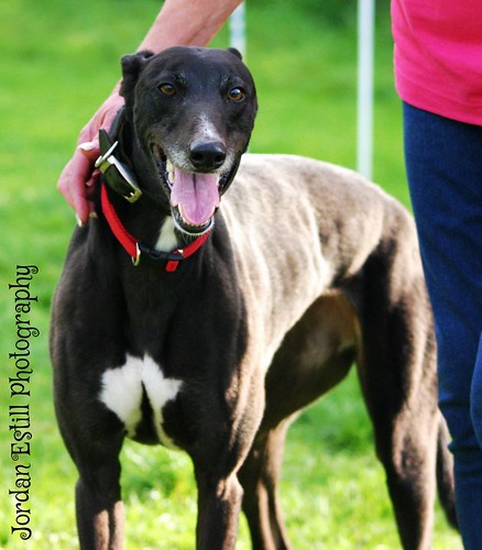 Magic- soppy black female hound looking for a home! 15379276741_732fbd4475