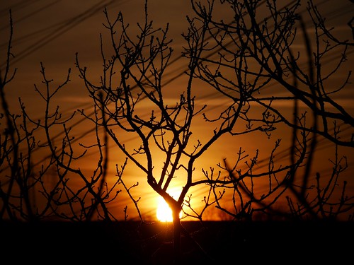 sunset horizon sun branches sky red tree germany light shade
