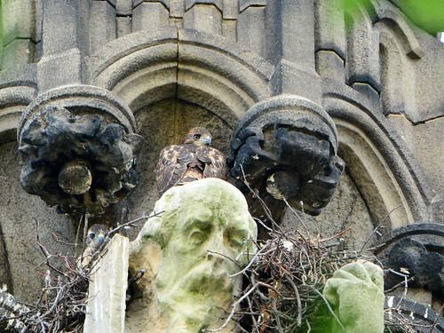 Cathedral Hawk Nestlings (1524)