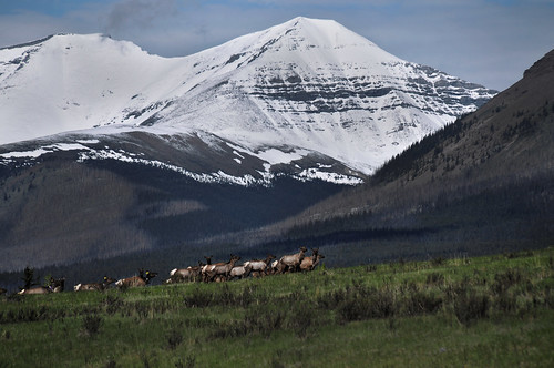 canada landscape rockies nikon wildlife sigma canadian alberta rockymountains elk herd 18200 d300 yahatinda