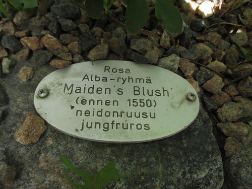 Maiden's Blush