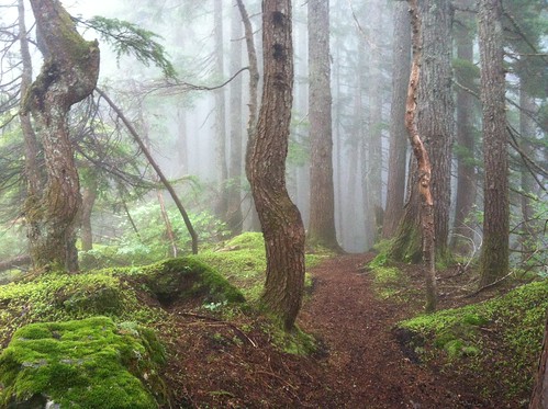 tree fog forest moss path grouse northvancouver