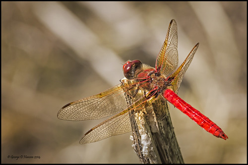 red male nature closeup dragonfly wildlife washingtonstate sympetrummadidum redveinedmeadowhawk ridgefieldnwr pentaxk5 pentax300mminsect