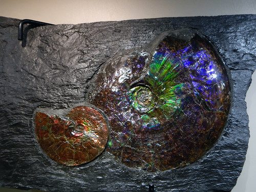Ammonite fossil in a gem store in Banff