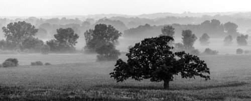 2012 july landscape sky tree waukesha wisconsin blackandwhite fog misty monochrome oak wacco