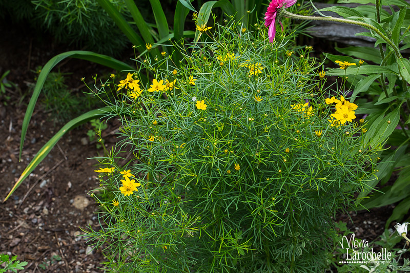 Coreopsis Zagreb ( jaune or ) - Page 2 14685677282_1fef0c25d8_c
