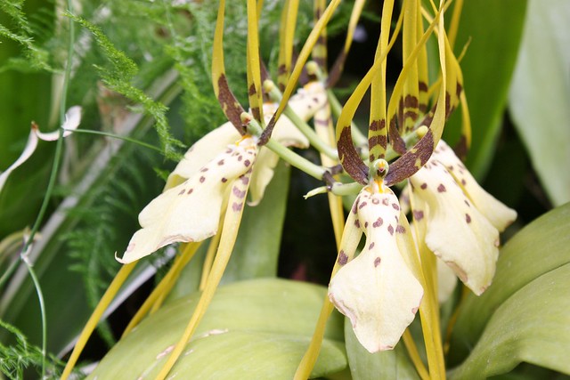 biltmore-estate-conservatory-orchids