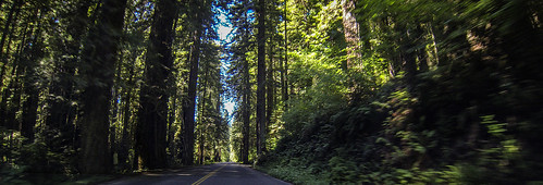 Redwoods and Elk-075