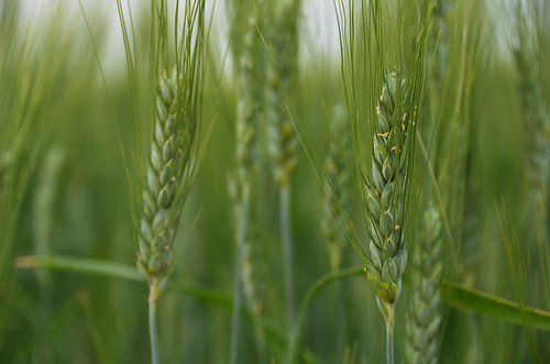 county summer canada field flora wheat july cyprus alberta 2014 7月 七月 カナダ 文月 bookmonth fumizuki アルバータ州 shichigatsu 平成26年