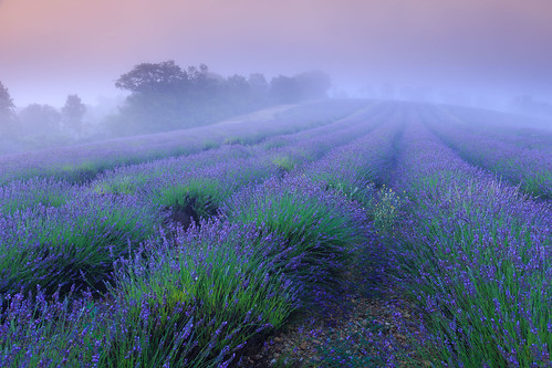morning mist france tree field fog sunrise plateau lavender provence valensole provencealpescotedazur