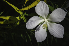 Swamp Hibiscus (Hibiscus coccineus)