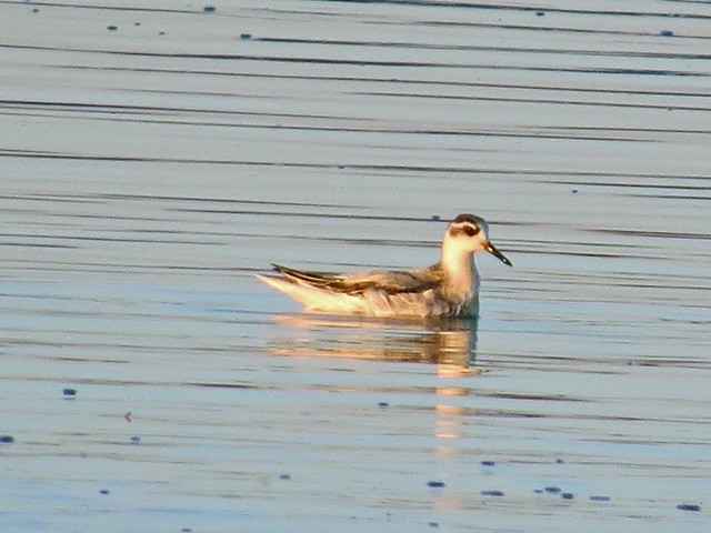 Red Phalarope at the Gridley Wastewater Treatment Ponds in McLean County, IL on 9-16-14 16