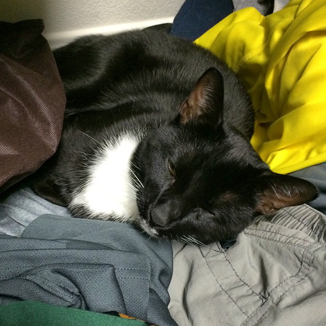 Jem taking a nap on my clothes. #catsofinstagram