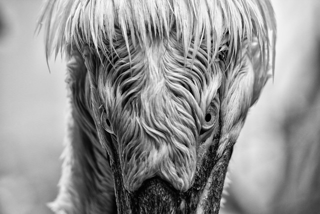 Through A Pelican's Eyes