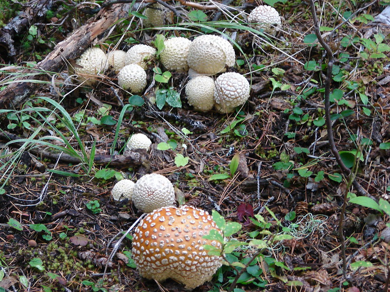 Mushrooms along the trail