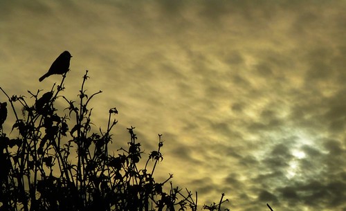 silhouette morning dawn sunrise bird nature wildlife weather spring cloud sun bush lisalethen blue tit