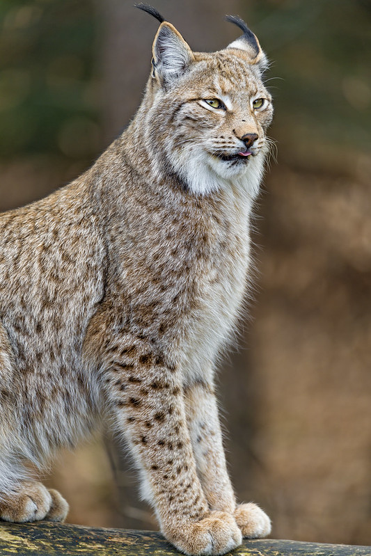 Lynx sitting on the branch