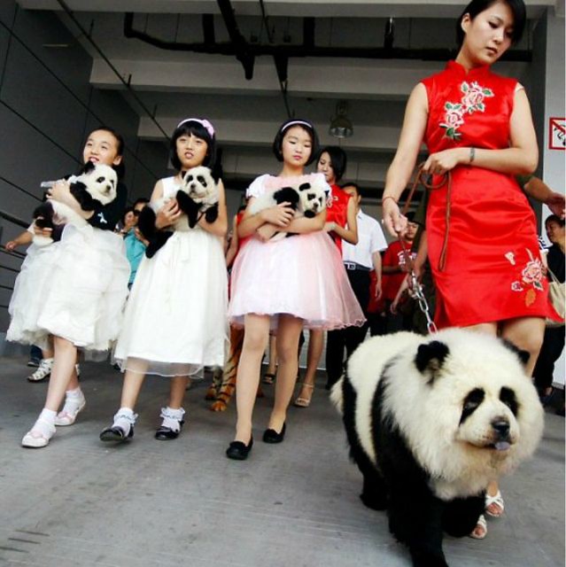 1_chow-chow-dog-pandamore-panda-dog-diarioecologia.jpg