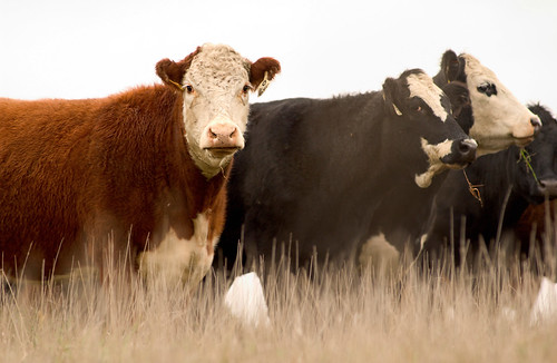 Data gathered from the AgENCODE project will ultimately improve cattle breeding.
