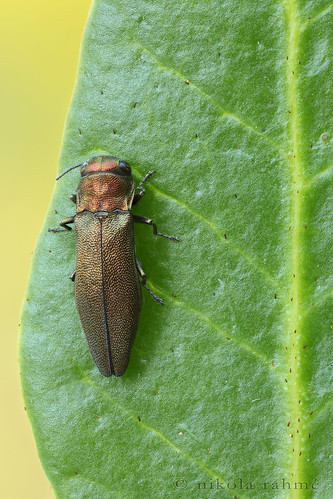 beetle earlymorning naturallight macrophotography coleoptera focusstack buprestidae fieldshooting jewelbeetle canoneos5dmarkii canonmpe65mmf28 zerenestacker manfrotto055protripod newportm423 sunwayfotoquickreleasesystem