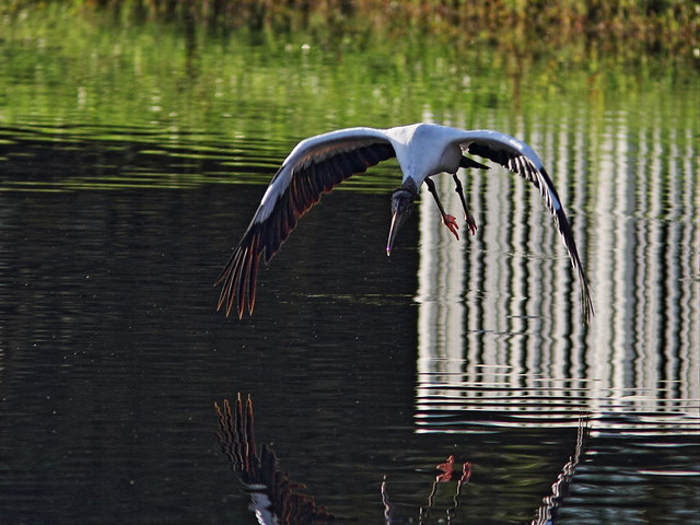 Wood Stork in flight 2-20140713