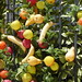 Ibiza - Mair Fruit