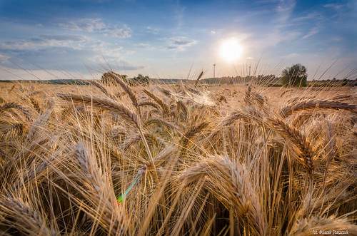 summer brown field wheat grain harvest july poland polska pole lato lipiec zboże pszenica lowersilesia dolnyśląsk żniwa sigma1020456 nikond7000
