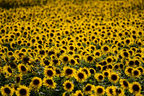 flower nature field yellow canon germany geotagged deutschland eos colours natur feld blumen explore gelb sunflowers 2014 sonnenblumen saxonyanhalt sachsenanhalt b187 canoneos650d naturparkfläming geo:lon=12350720 geo:lat=51893931