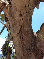 樹身出現多處裂痕，圖片提供：大安森林公園之友基金會