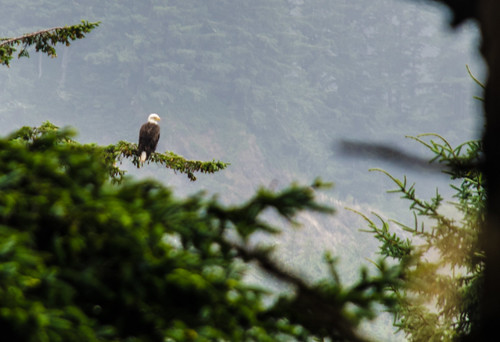 Bald Eagle at North Head