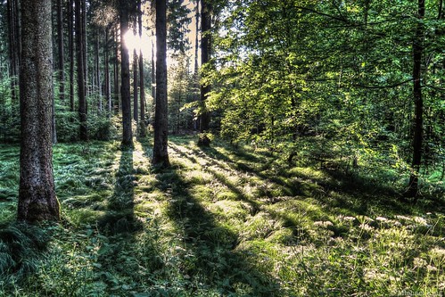 trees forest shadows hdr photomatix ebersbergerforst