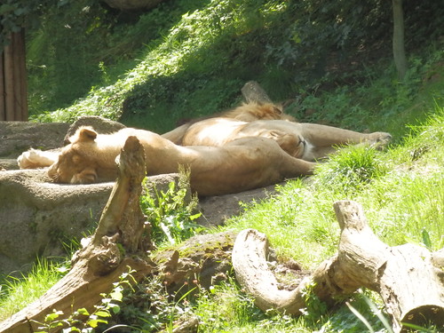Zoo Zürich 31-7-2014