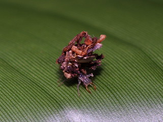 草蛉幼蟲身上總是背著一坨偽裝物。 圖片攝影：李鍾旻。