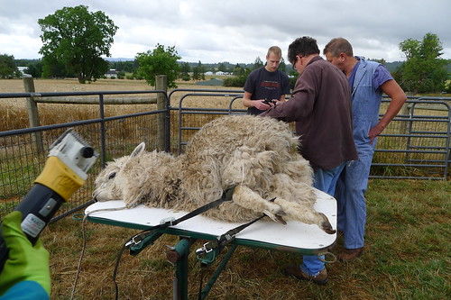 Shearing Alpacas