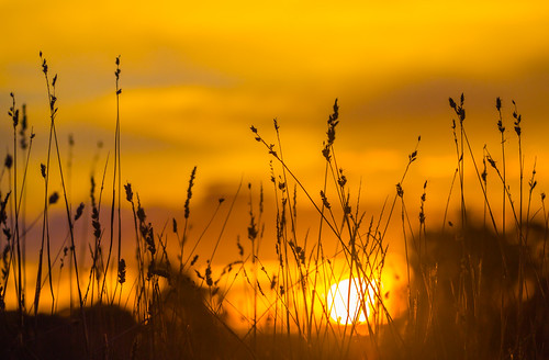 sunset grass sunshine afternoon canberra wetland