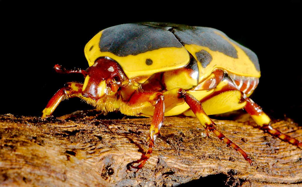 Yellow Bellied Beetle (Pachnoda flaviventris)