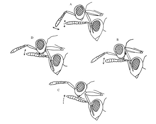 simple drawings of courting wasps' heads, showing antennal position