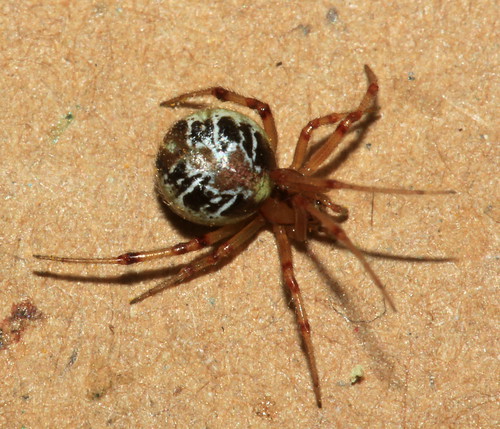 Theridion sisyphium 31081