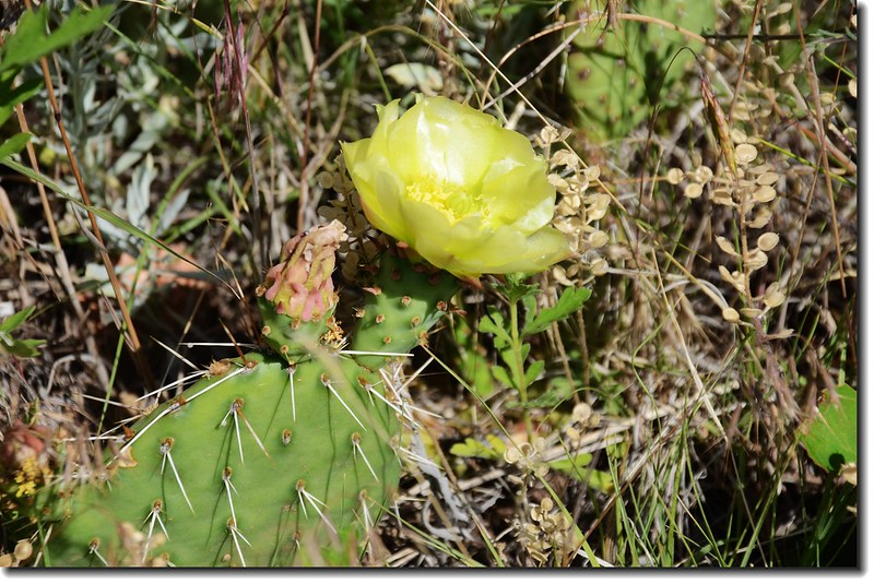 Cactus 2