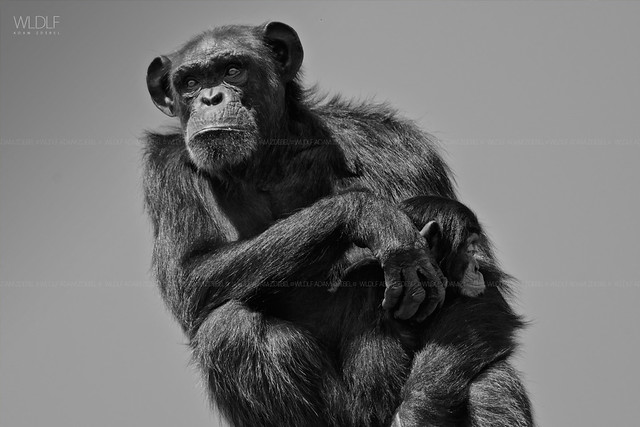 Chimpanzee - mother and baby