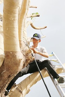 為樹幹包裹好透氣性的麻布，防止蒸散作用過劇及樹皮因炎日曬傷。圖片提供：大安森林公園之友基金會。