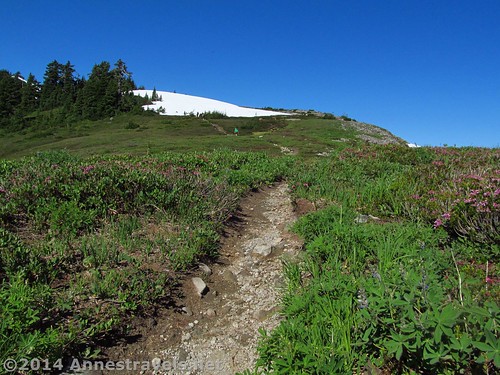 The Ptarmigan Ridge Trail atop the saddle, Mount Baker-Snoqualmie National Forest, Washington