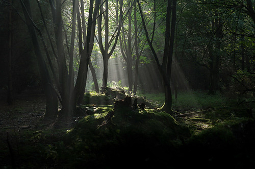 trees light england sun mist nature canon woodland landscape suffolk general unitedkingdom dew dunwich lightbeams ze lightrays carlzeiss dunwichforest canon5dmkii distagont3518 zeissdistagont18mmf35ze