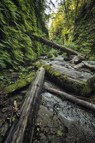 california wood travel trees nature water creek landscape moss stream north logs canyon fallen gorge ferns hdr highdynamicrange ferncanyon prairiecreekredwoodsstatepark
