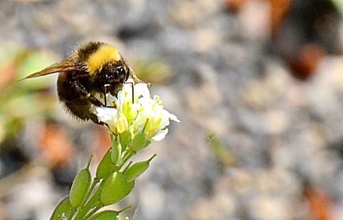 landscape nikon scenic bee bumblebee yellowstone vegitation microlandscape yellowstonepark westyellowstone d3200 smallscenes