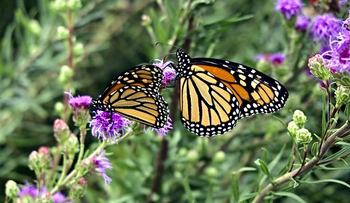 animals insects moths butterflies monarchbutterflies twomonarchs danausplexippus